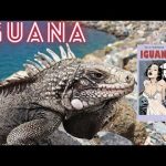 Komiks Recenzja – Iguana – #49 Kontynuacja Wielkiego kantu